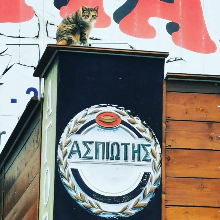 329073109 962154791613030 5867473177703312882 n 768x768