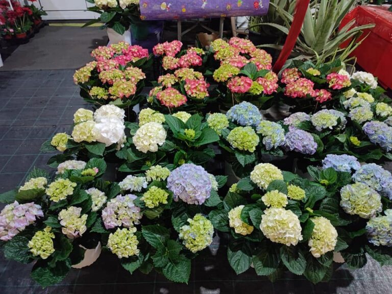 335043755 213201127912876 7072872983686091403 n 768x576