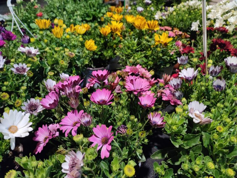 335050506 748390200066962 5452933620420939558 n 768x576