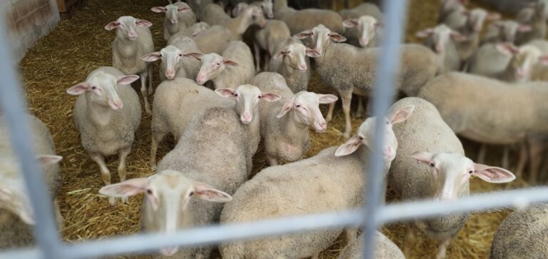 176287914 788623991775074 5809037758721754364 n 768x363