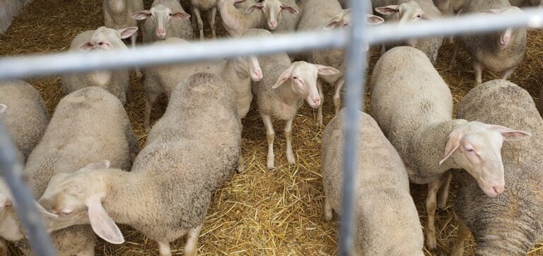 176826067 788624078441732 5165906372290579101 n 768x363