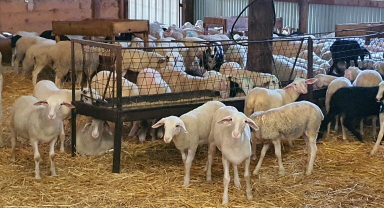 274476080 964094750894663 6173410704449092392 n 768x416