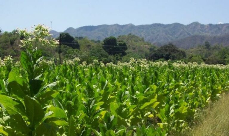 59745 EIDI KAPNISTOY Synetairismos Kapnoparagogon THrakis Kapnika Proionta Komotini Kapnos Komotini 1 768x456