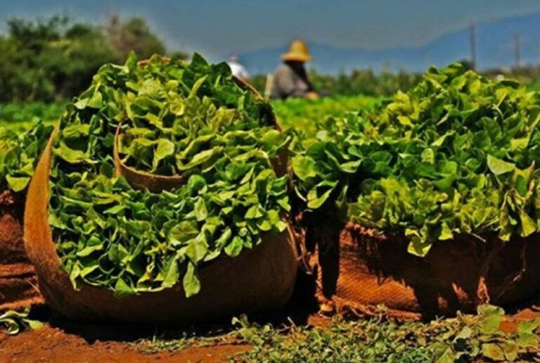 59745 EIDI KAPNISTOY Synetairismos Kapnoparagogon THrakis Kapnika Proionta Komotini Kapnos Komotini 3 768x516