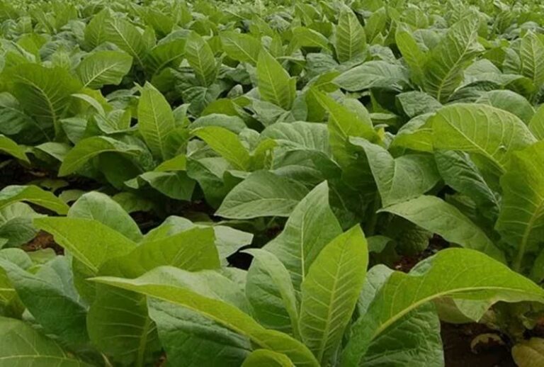 59745 EIDI KAPNISTOY Synetairismos Kapnoparagogon THrakis Kapnika Proionta Komotini Kapnos Komotini 4 768x518