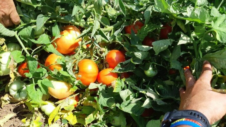 295673498 3005576099732263 181460280759601579 n 768x432