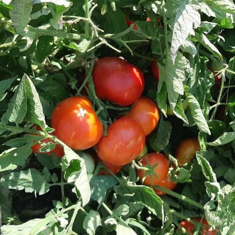 295783269 3005576026398937 6214941748007580338 n 768x768