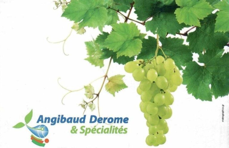 295891265 3005575789732294 9171438200442919074 n 768x498